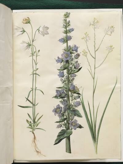 Campanula persicifolia (smalbladet klokke); Campanula pyramidalis (pyramide-klokke); Anthericum ramosum (grenet edderkopurt)