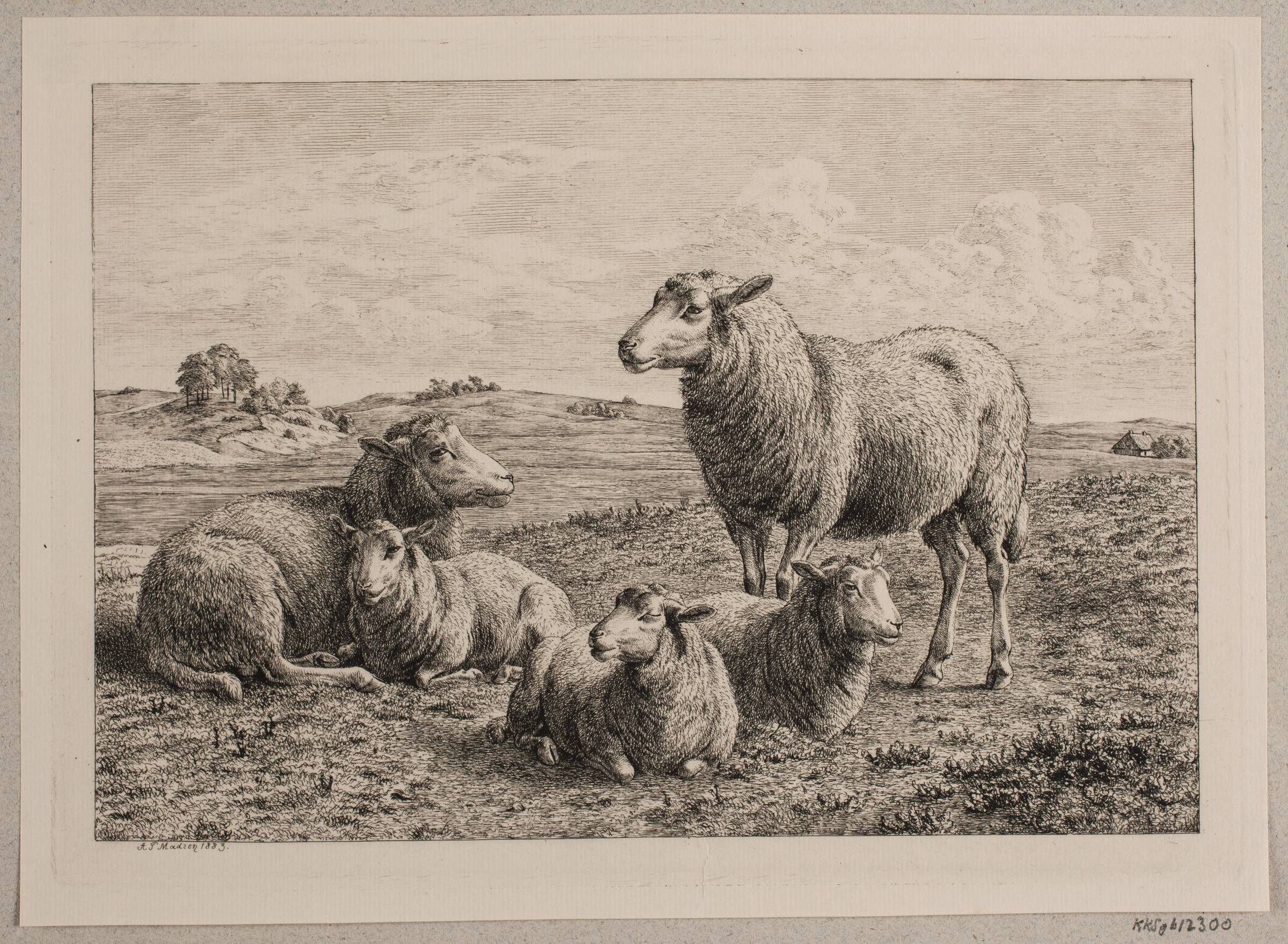 Får og lam på marken, Madsen, A.P., 1883