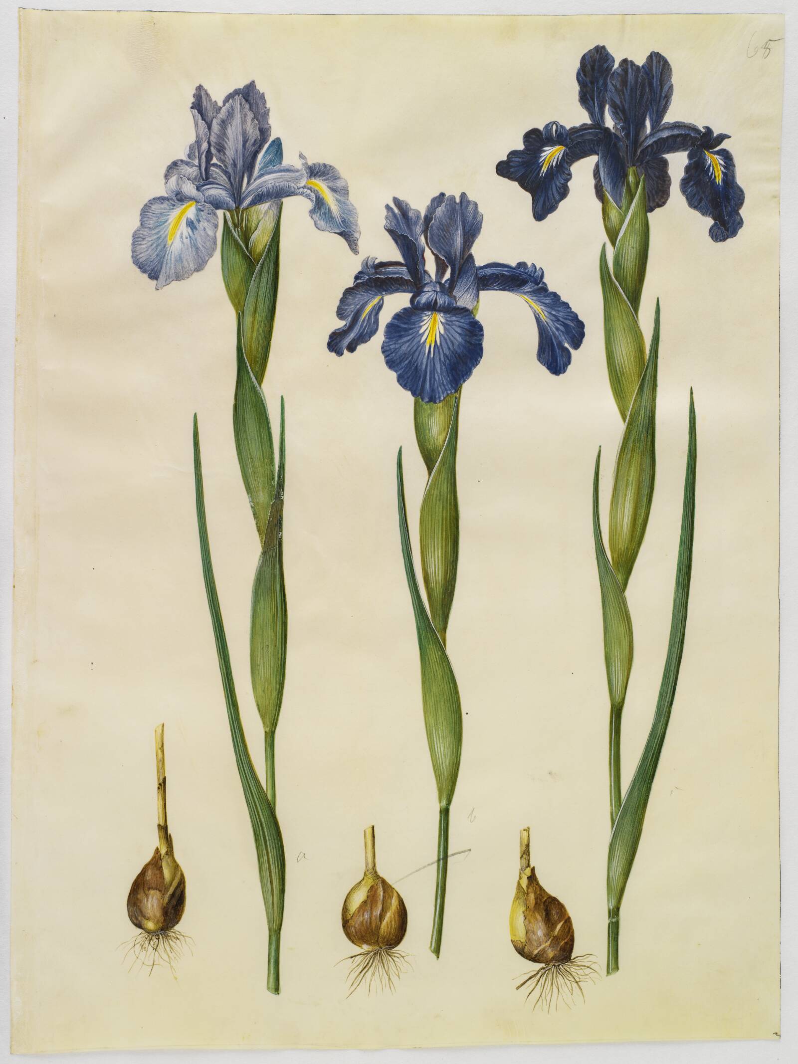 Iris latifolia (engelsk iris), Hans Simon Holtzbecker, 1649-1659