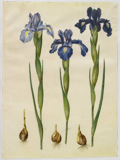 Iris latifolia (engelsk iris)