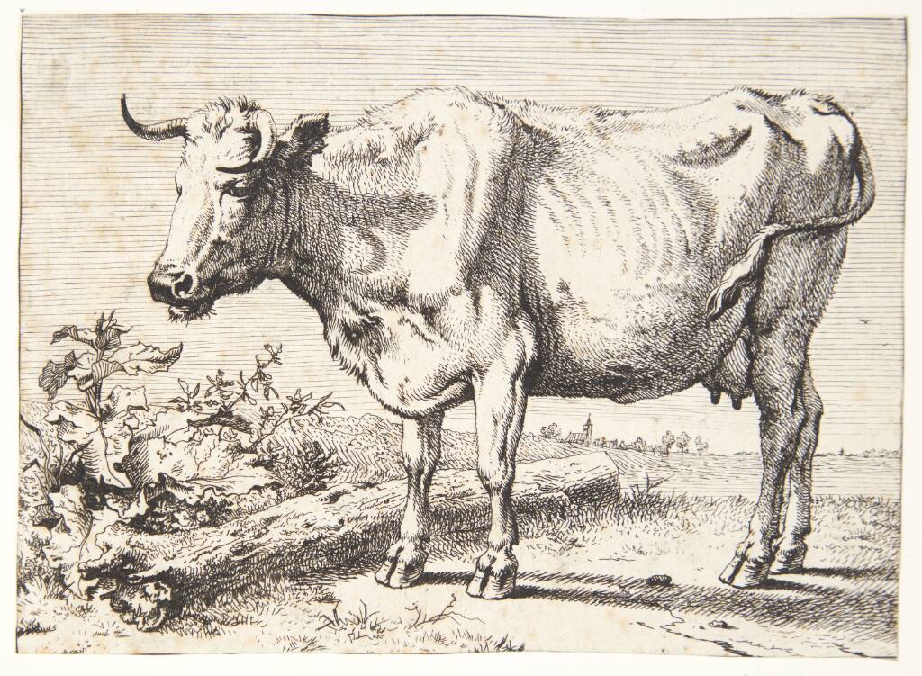 Ko med krøllede horn, Paulus Potter, 1650