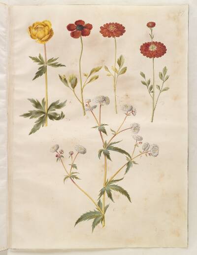 Trollius europaeus (europæisk engblomme); Ranunculus asiaticus (have-ranunkel); Ranunculus aconitifolius (sølvknap-ranunkel)