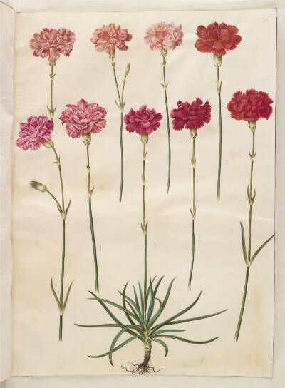 Dianthus caryophyllus (have-nellike)