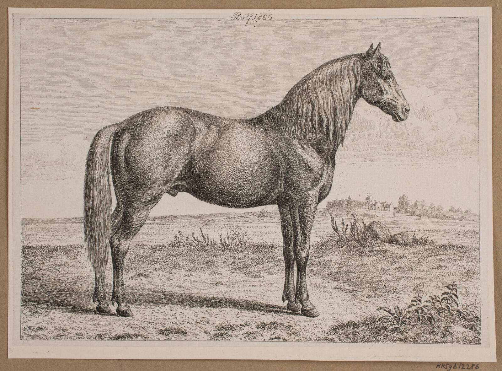 Rolf. En hest på marken, Madsen, A.P., 1861