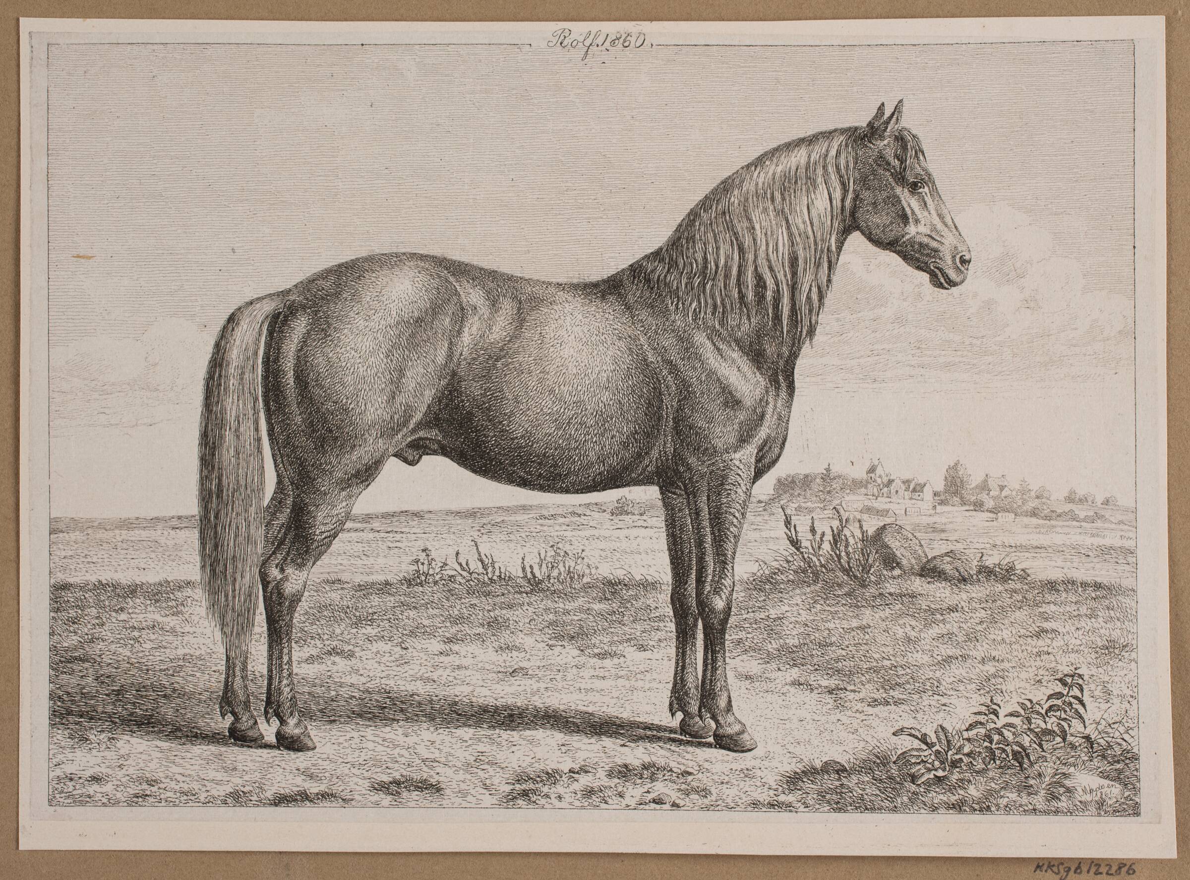 Rolf. En hest på marken, Madsen, A.P., 1861