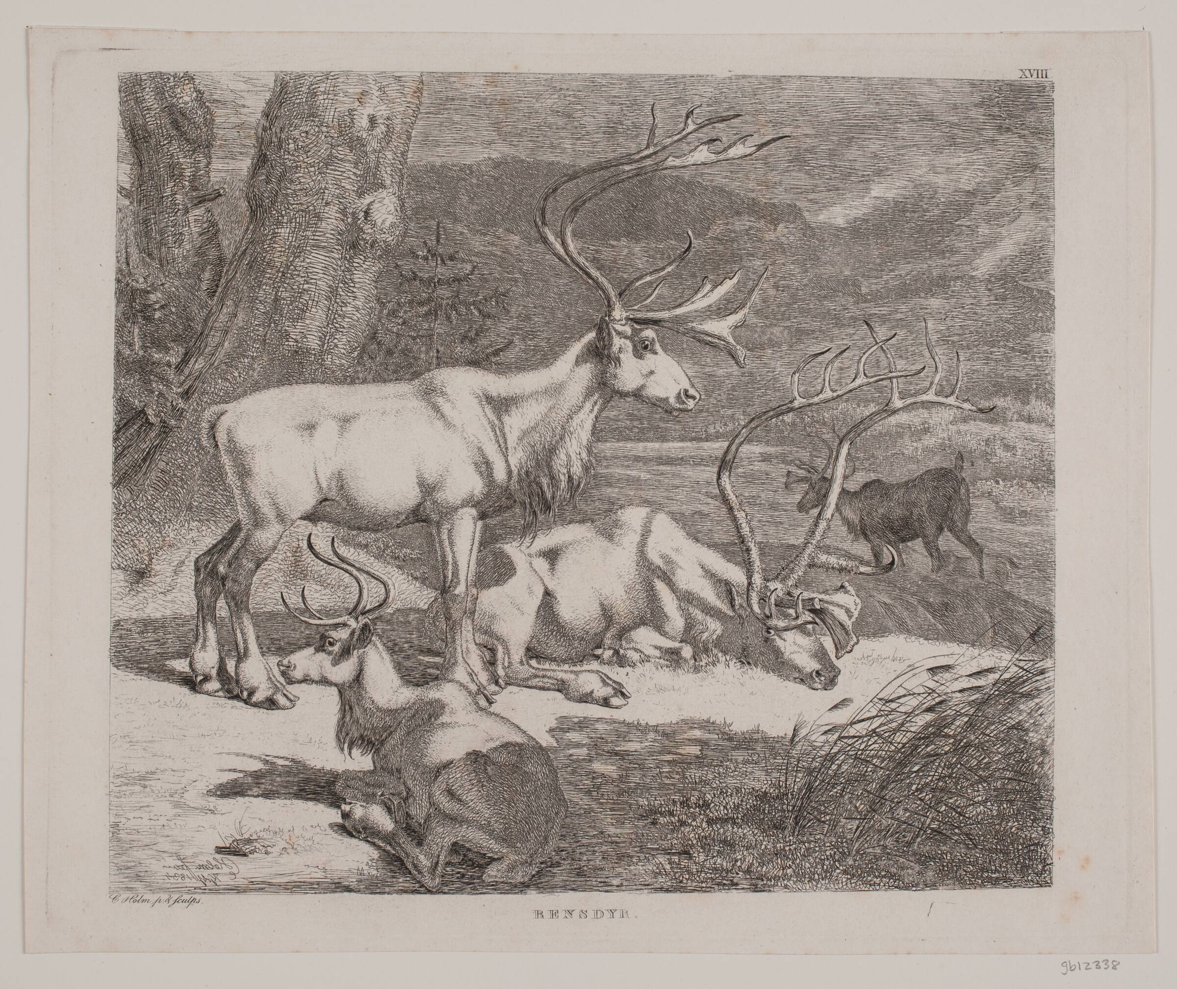 Rensdyr, Christian Holm, 1834