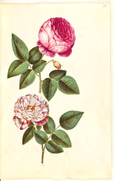 Rosa ×centifolia (centifolie-rose); Rosa gallica versicolor ('Rosa Mundi')