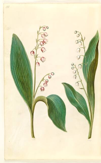 Convallaria majalis rosea (rød liljekonval); Convallaria majalis (liljekonval)