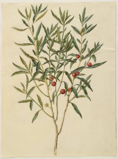 Solanum pseudocapsicum (jerusalem-koralbær)
