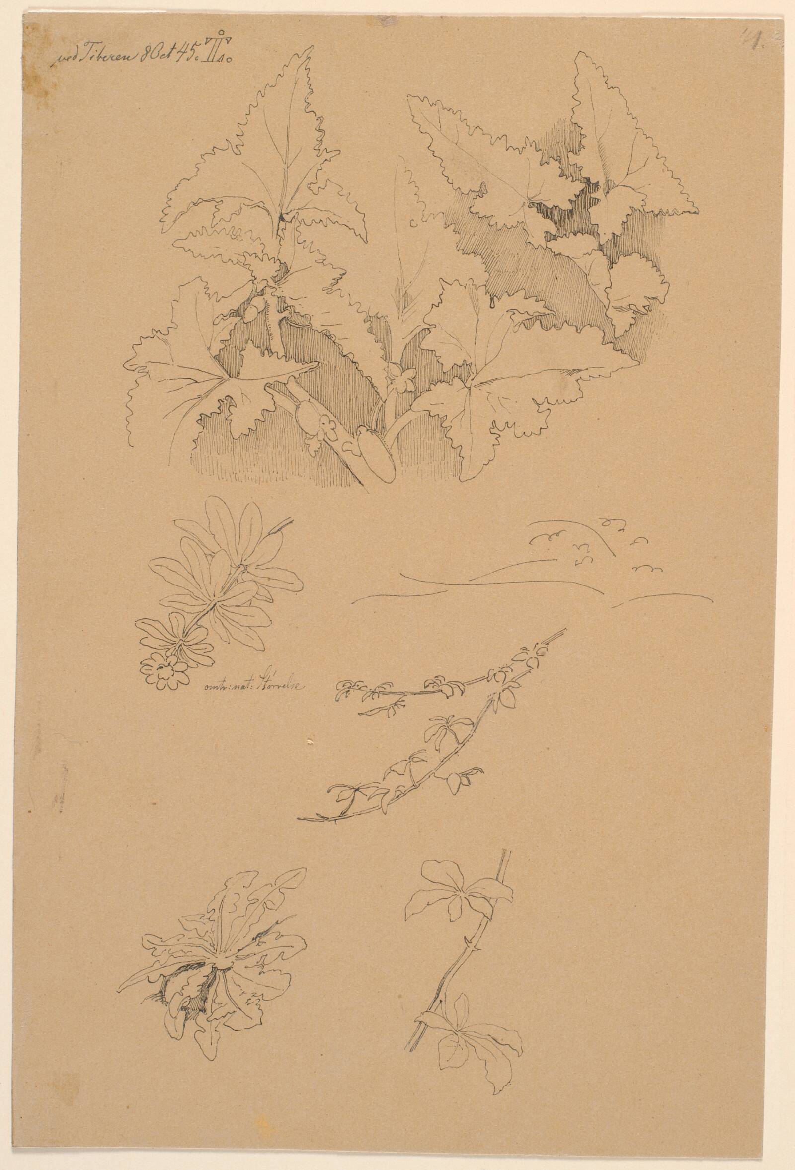 Blad- og blomsterstudier, Johan Thomas Lundbye, 1845