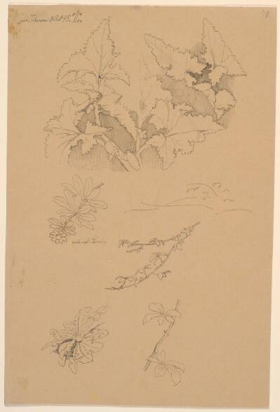 Blad- og blomsterstudier