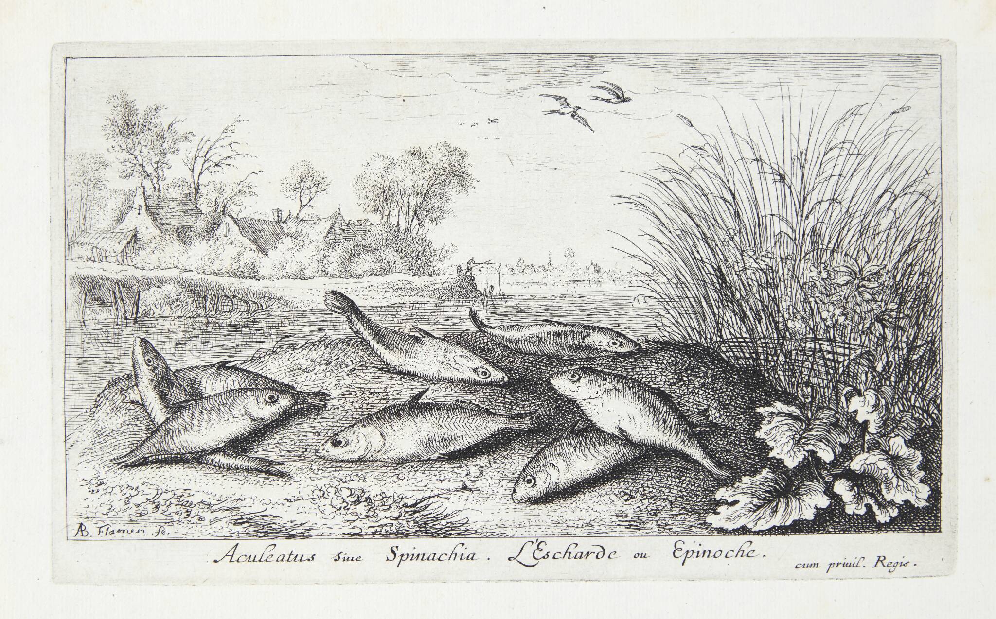 Hundestejle (Aculeatus siue Spinachia)