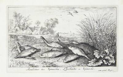 Hundestejle (Aculeatus siue Spinachia)