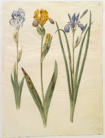 Iris pallida (bleg iris); Iris variegata (broget iris); Iris sibirica (sibirisk iris)