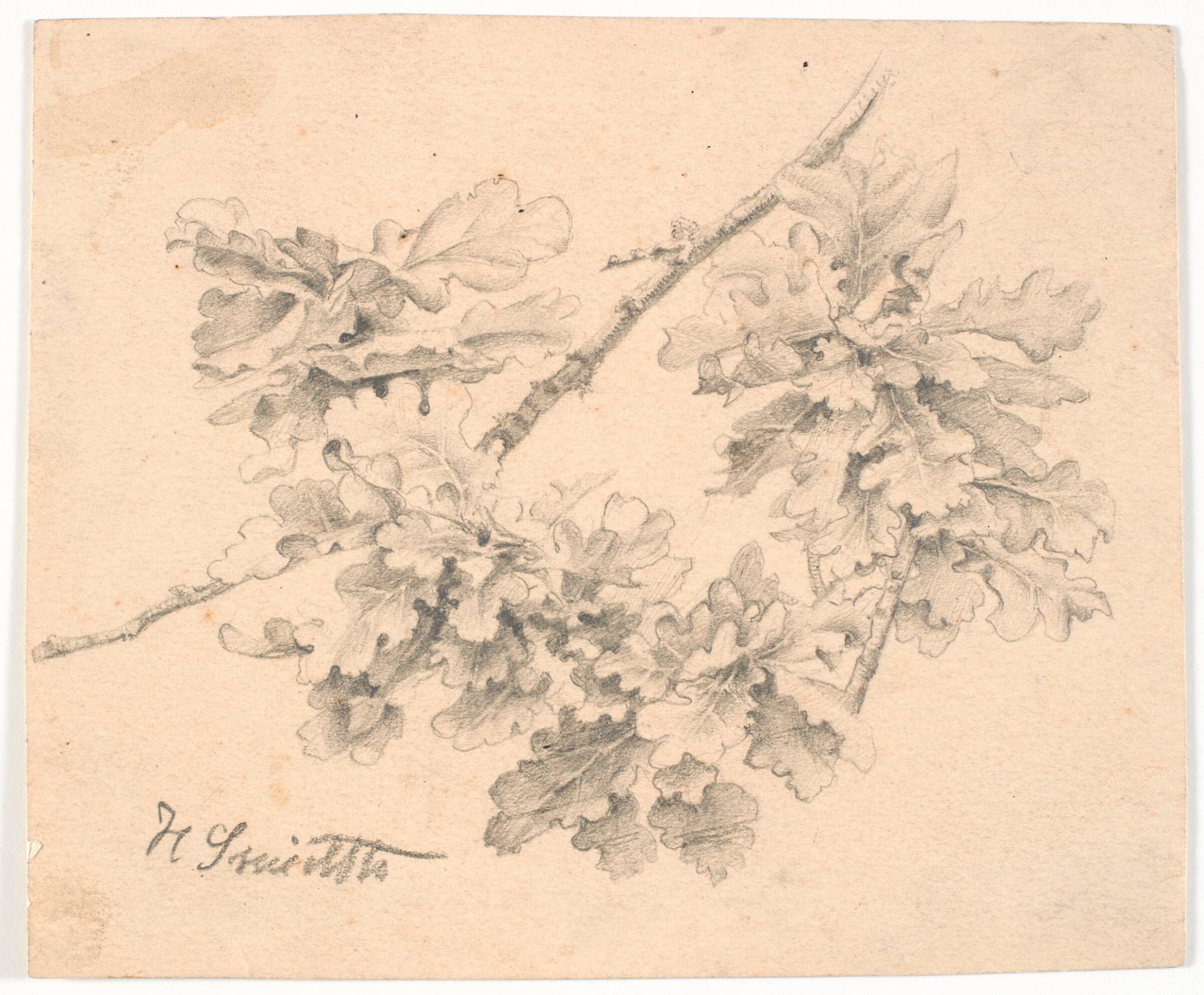 Studie af egegrene, Hans Smidth, 1839-1917