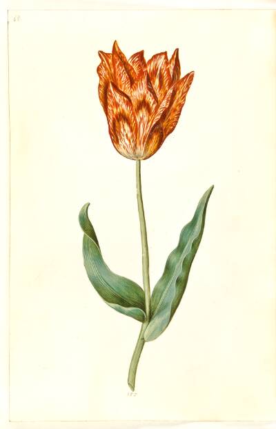 Tulipa gesneriana (have-tulipan)
