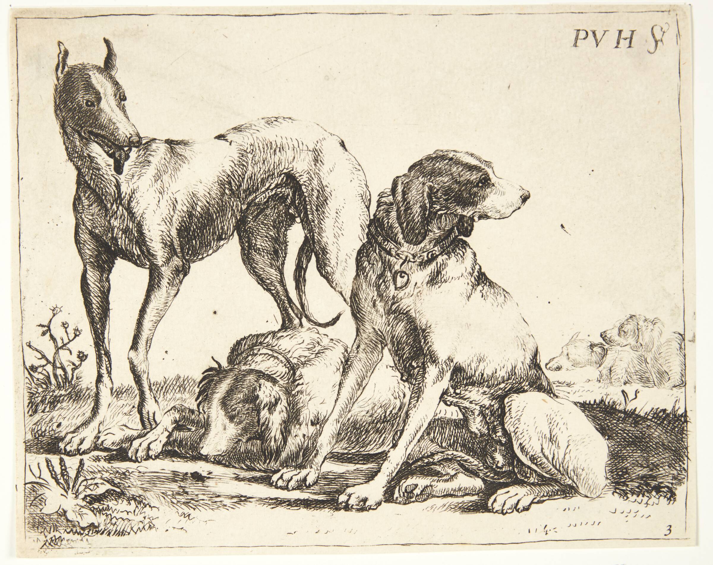 Tre hunde, Paulus van Hillegaert, 1621-1658