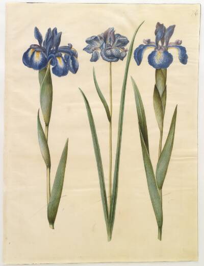 Iris latifolia (engelsk iris); Iris sibirica (sibirisk iris)