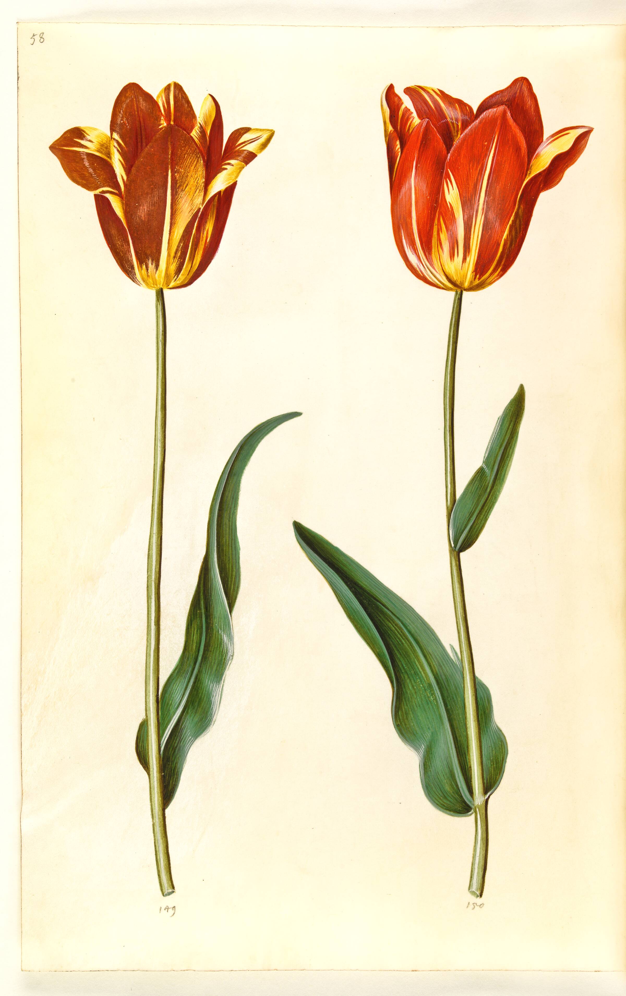 Tulipa gesneriana (have-tulipan), Hans Simon Holtzbecker, 1635-1664