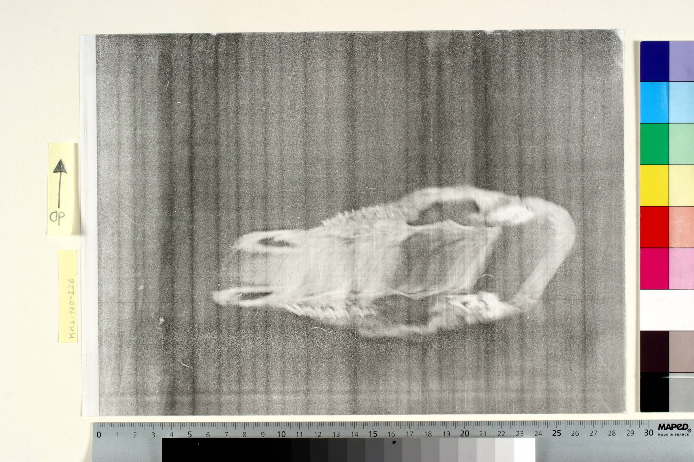 Fårekranium, Jørgen Rømer, 1980