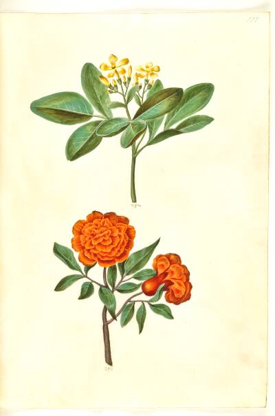 Jasminum odoratissimum (stue-jasmin); Punica granatum (granatæble)
