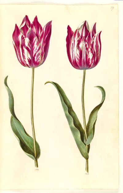 Tulipa gesneriana (have-tulipan)