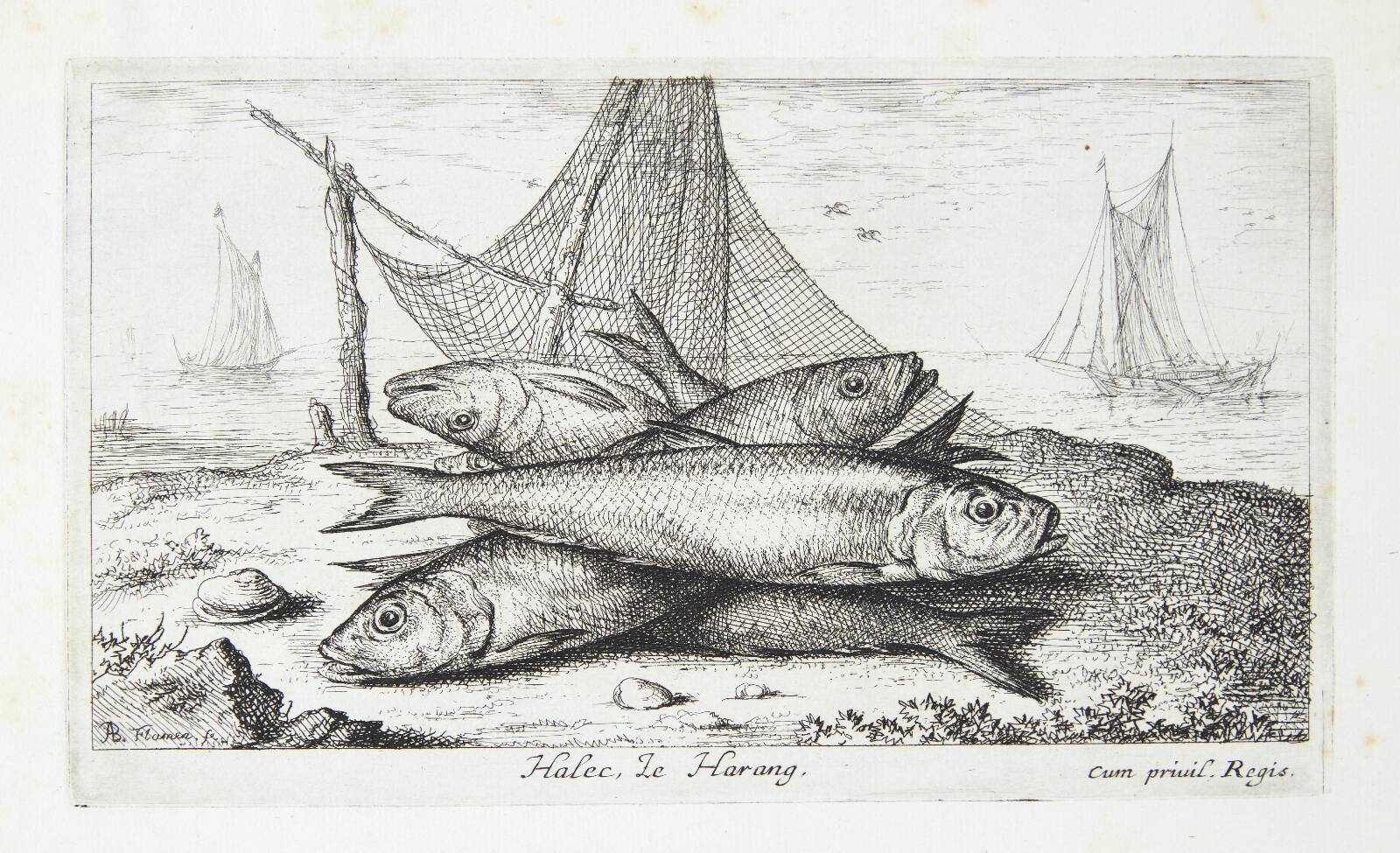 Silden (Halec), Albert Flamen, 1620-1669