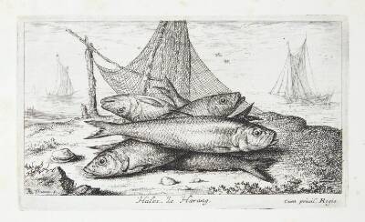 Silden (Halec)