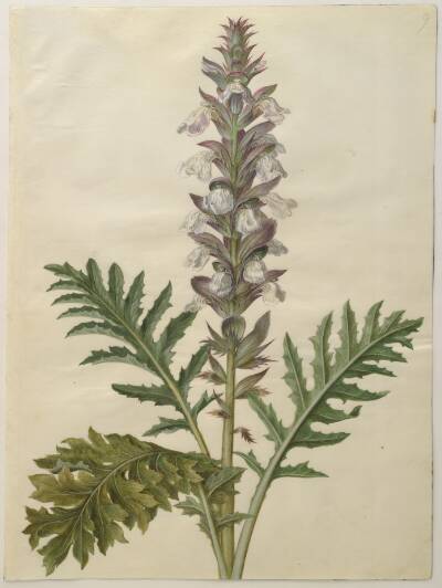 Acanthus hungaricus (ungarsk akantus)