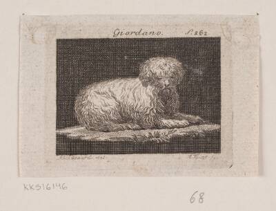 Giordano, en liggende hund