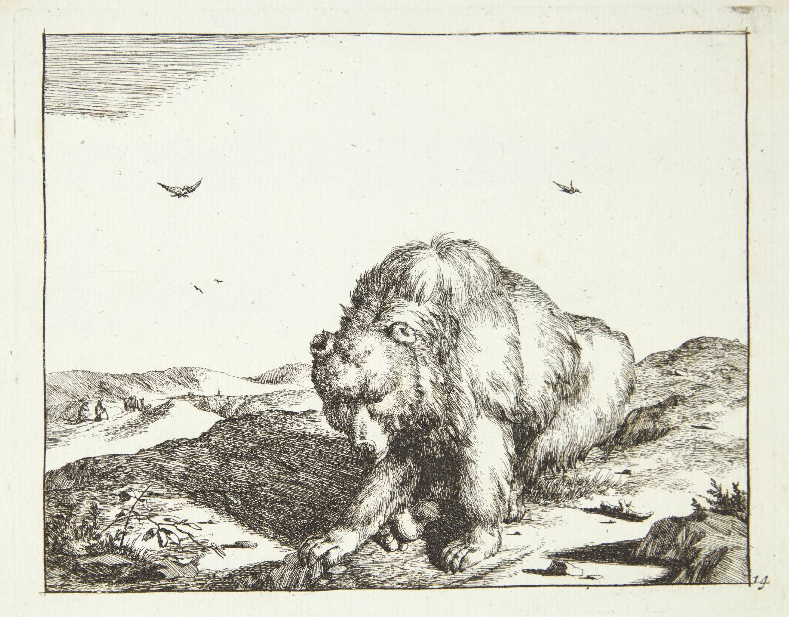 Siddende bjørn, set forfra, Marcus de Bye, 1664