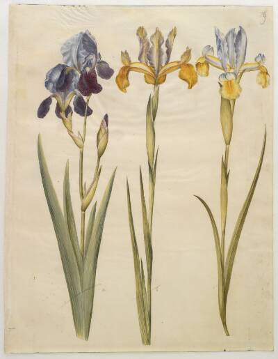 Iris ×sambucina (hylde-iris); Iris latifolia (engelsk iris)