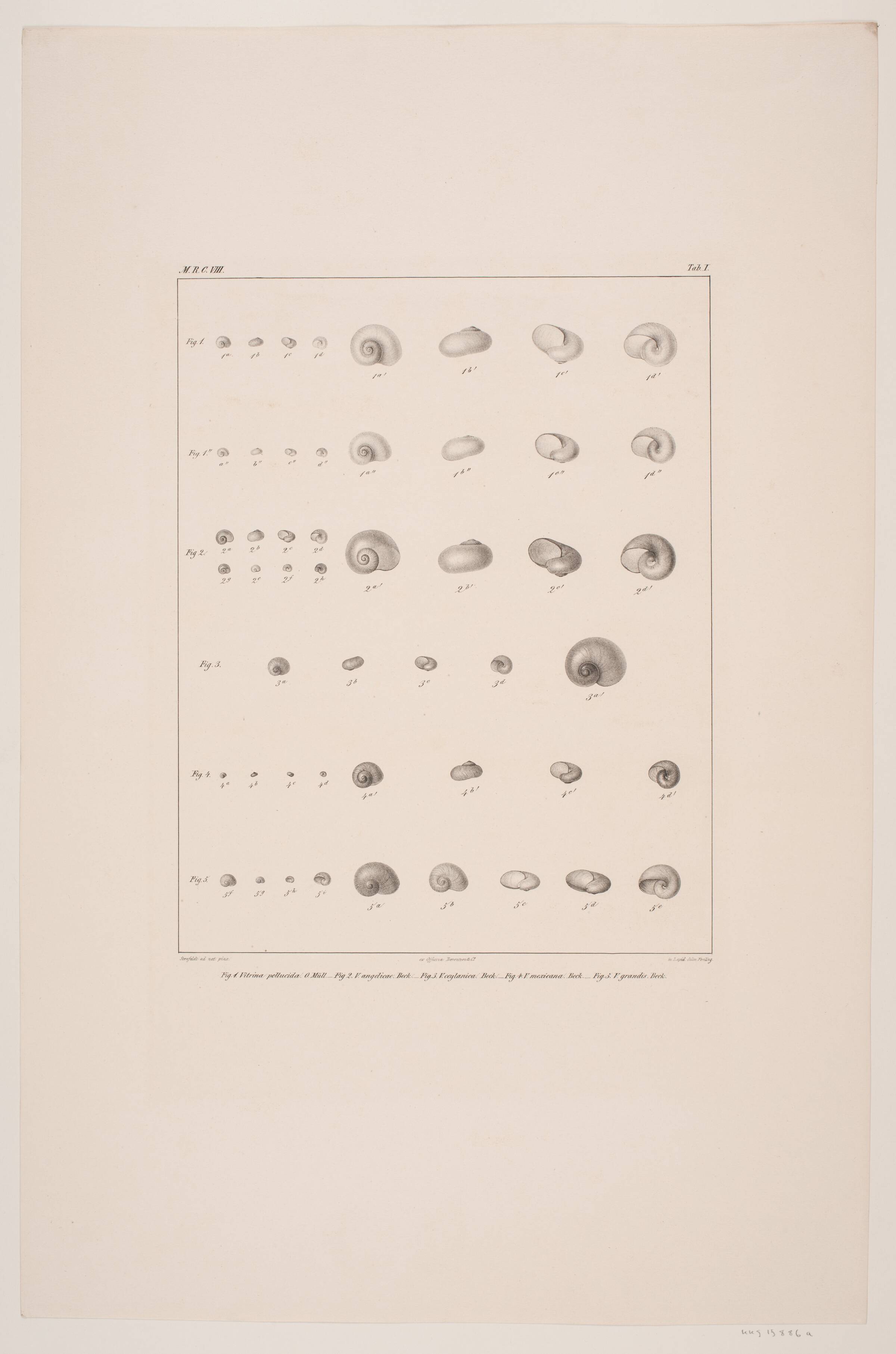 Christian VIII´s konkyliesamling, tavle I, Edvard Fortling, 1837
