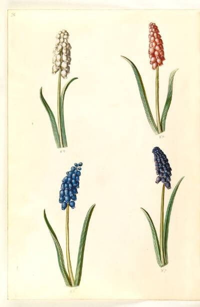 Muscari botryoides (almindelig perlehyacint)