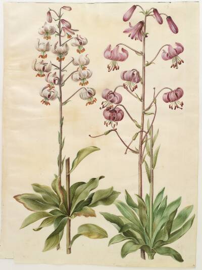 Lilium martagon (krans-lilje)