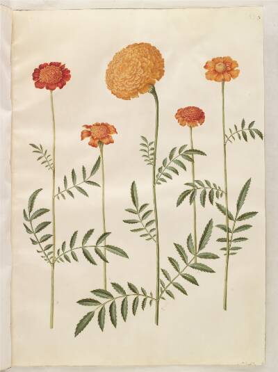 Tagetes patula (udspærret fløjlsblomst); Tagetes erecta (opret fløjlsblomst)
