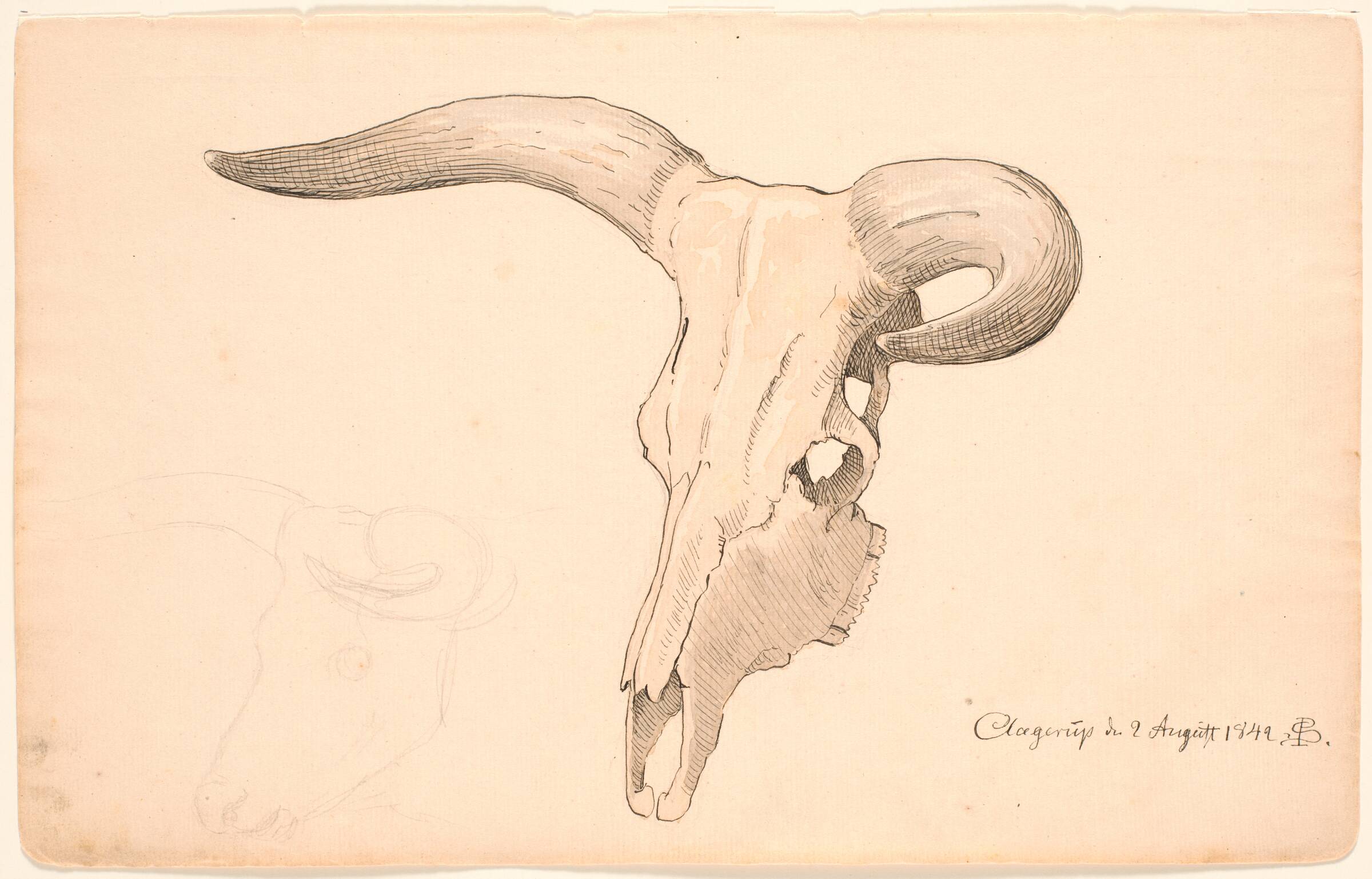 Kranium af en ko, i trekvart profil, det venstre horn krumt., P.C. Skovgaard, 1842