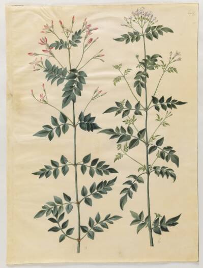 Jasminum officinale (læge-jasmin)