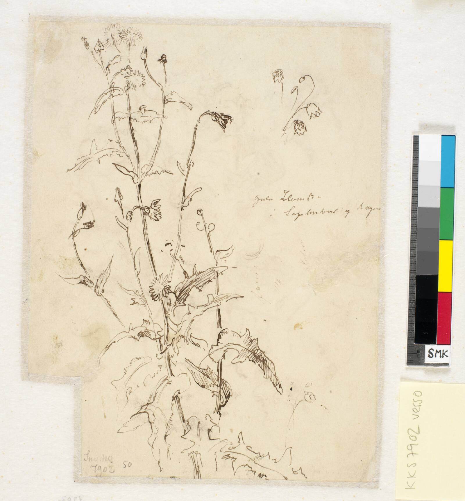 Plantestudier, Dankvart Dreyer, 1840-1849