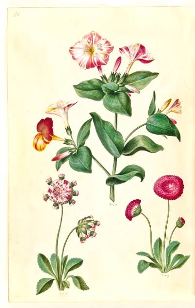 Mirabilis jalapa (vidunderblomst); Bellis perennis (almindelig tusindfryd)