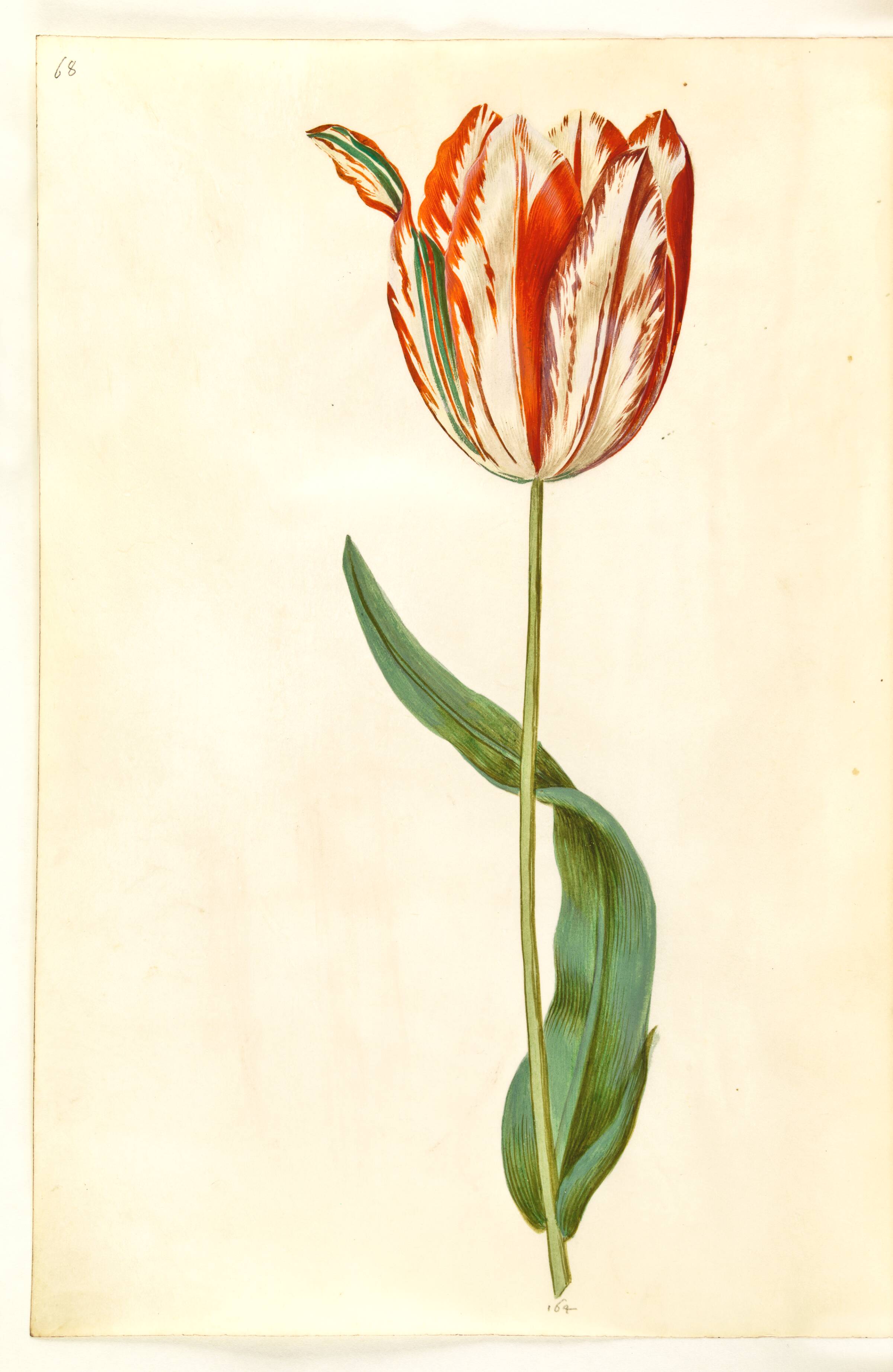 Tulipa gesneriana (have-tulipan), Hans Simon Holtzbecker, 1635-1664
