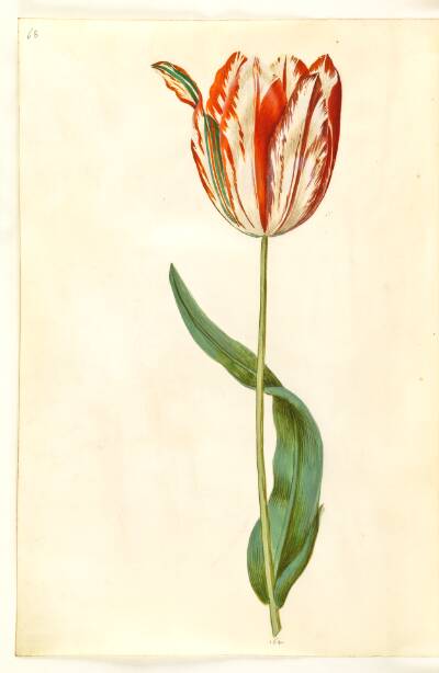 Tulipa gesneriana (have-tulipan)