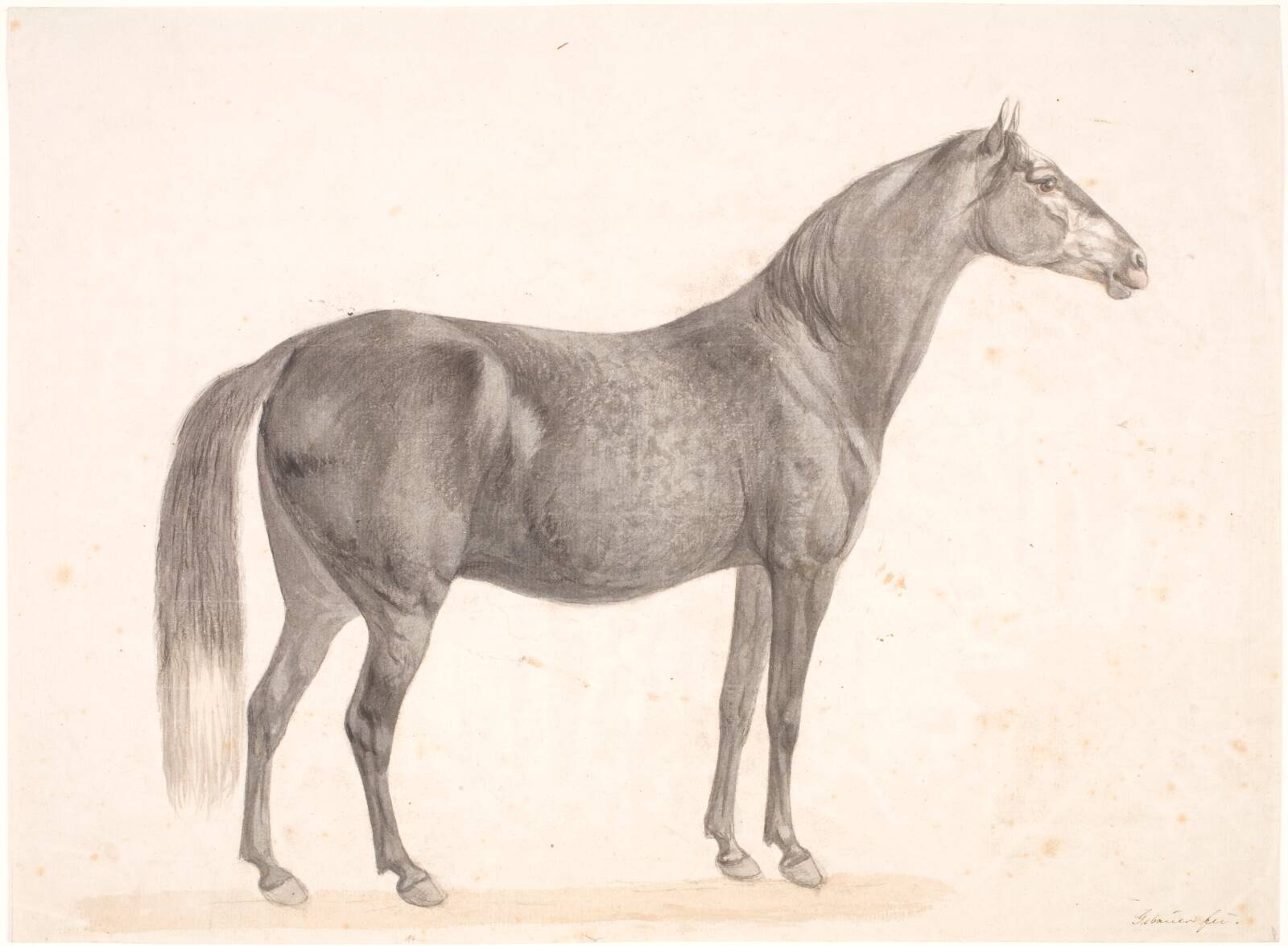 Sort hest, Christian David Gebauer, 1777-1831