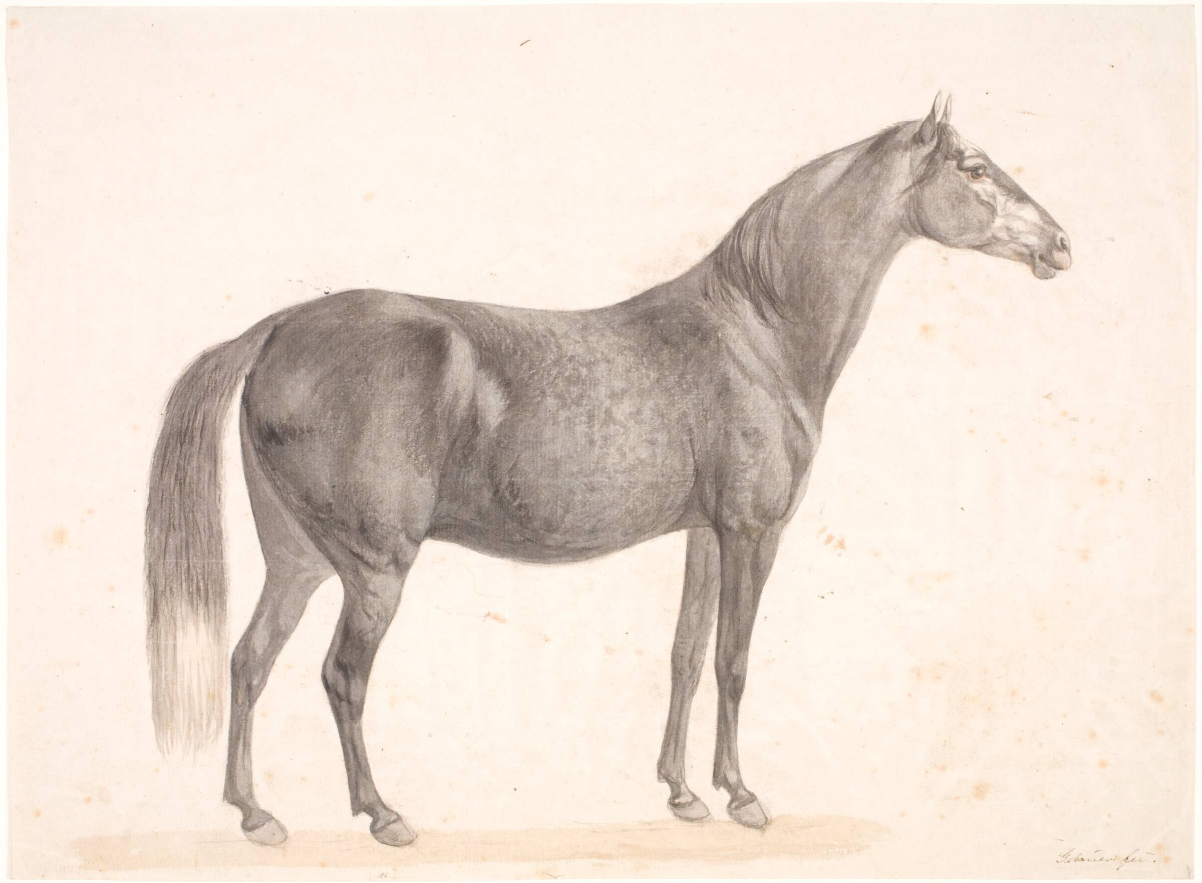 Sort hest, Christian David Gebauer, 1777-1831
