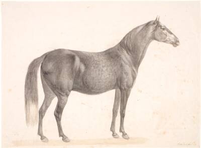 Sort hest