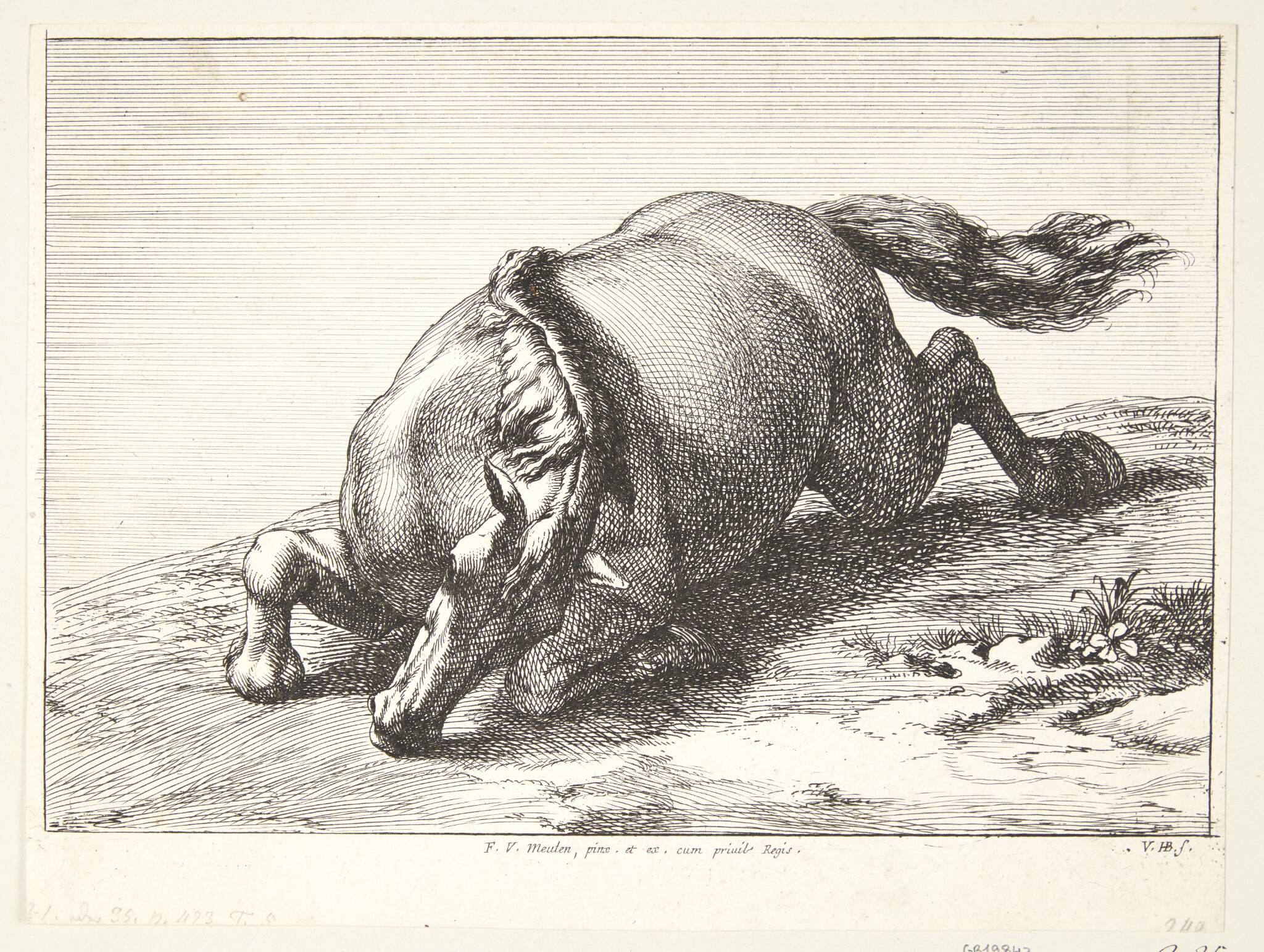 Falden hest