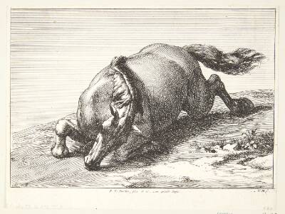 Falden hest