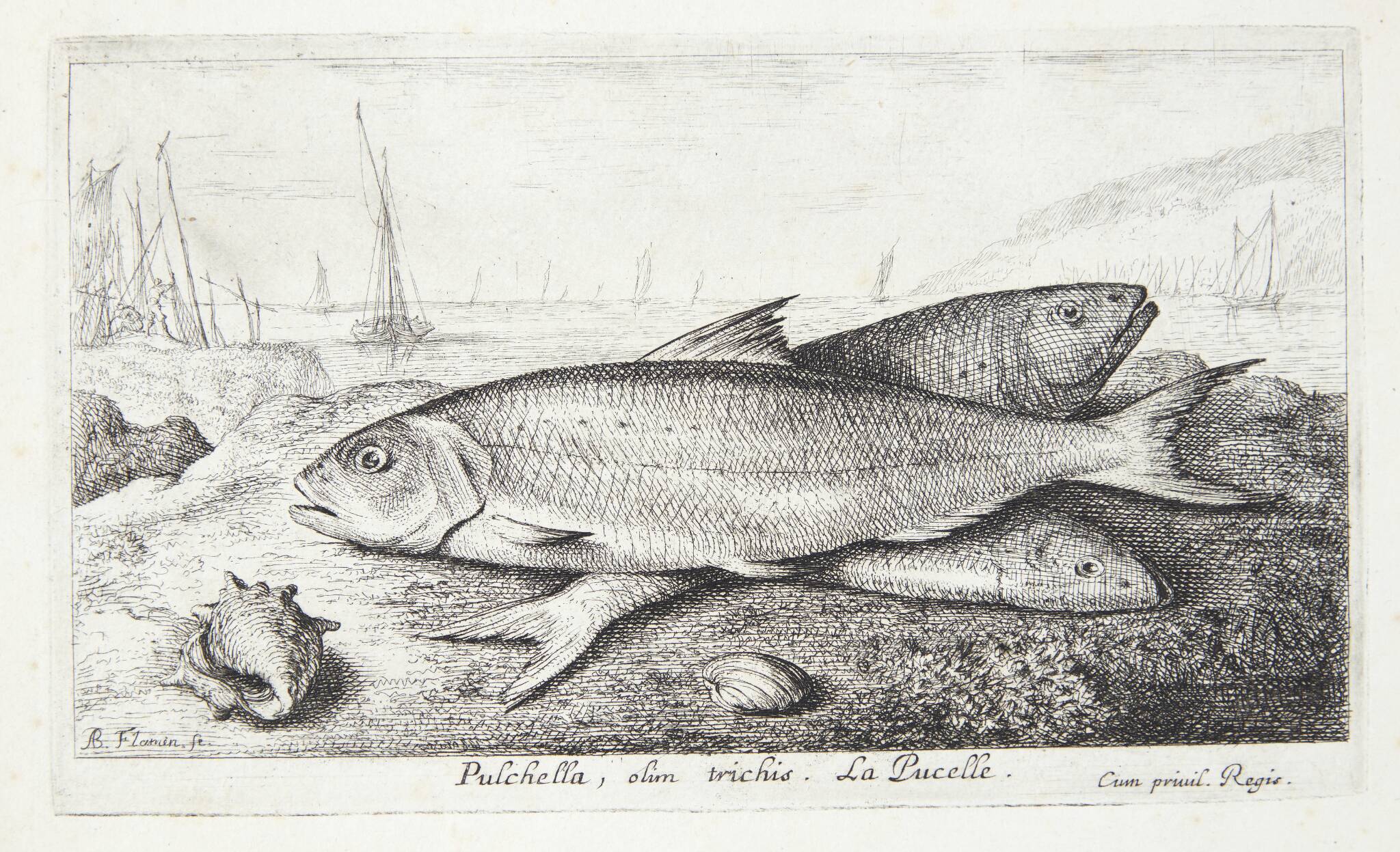 Jomfrufisk (Pulchella, olim trichis)