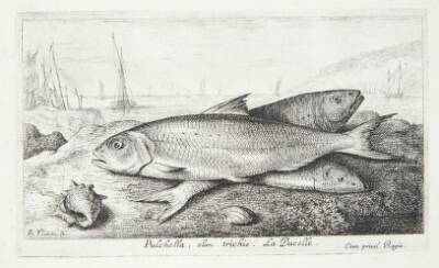 Jomfrufisk (Pulchella, olim trichis)