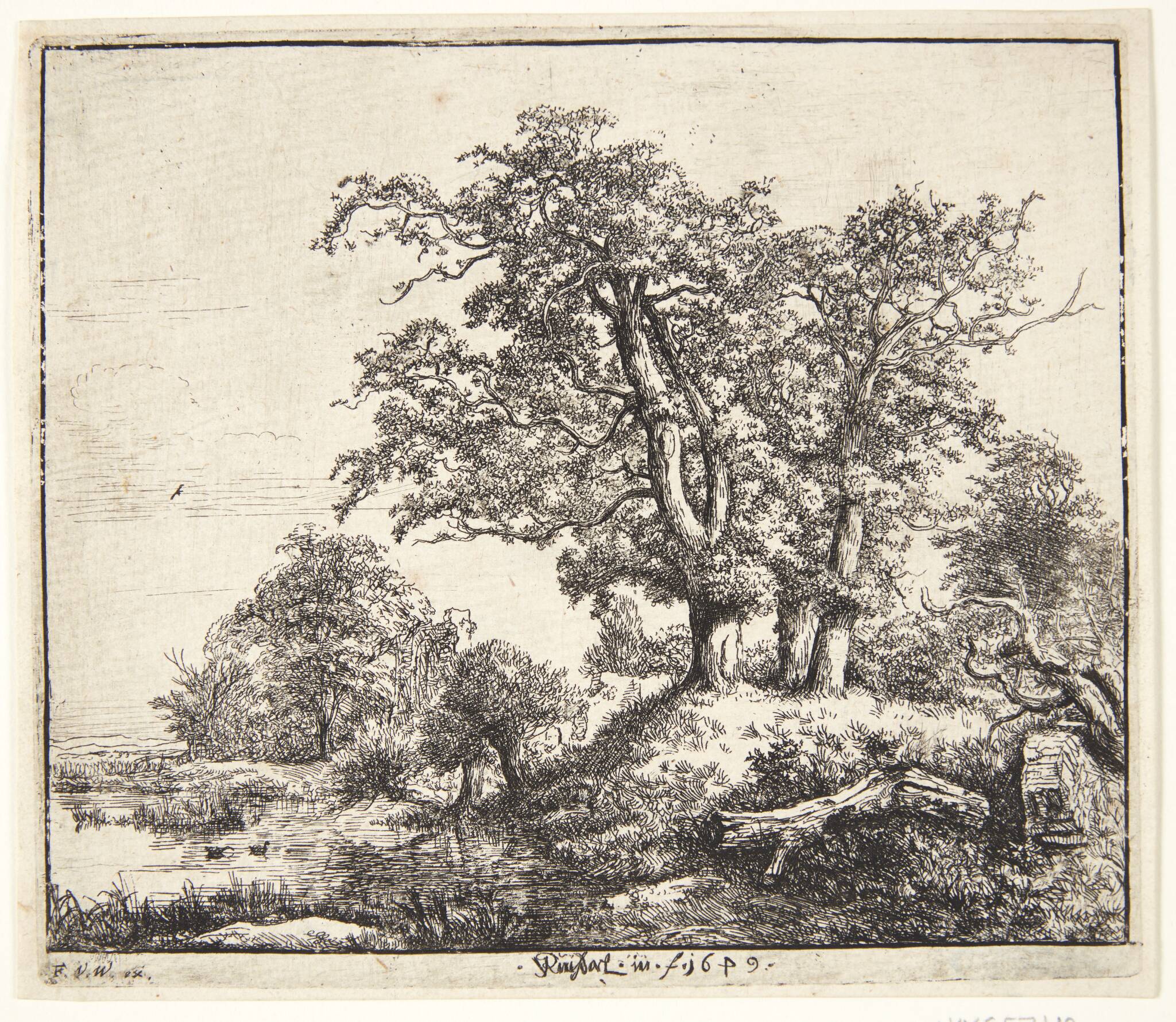Tre egetræer